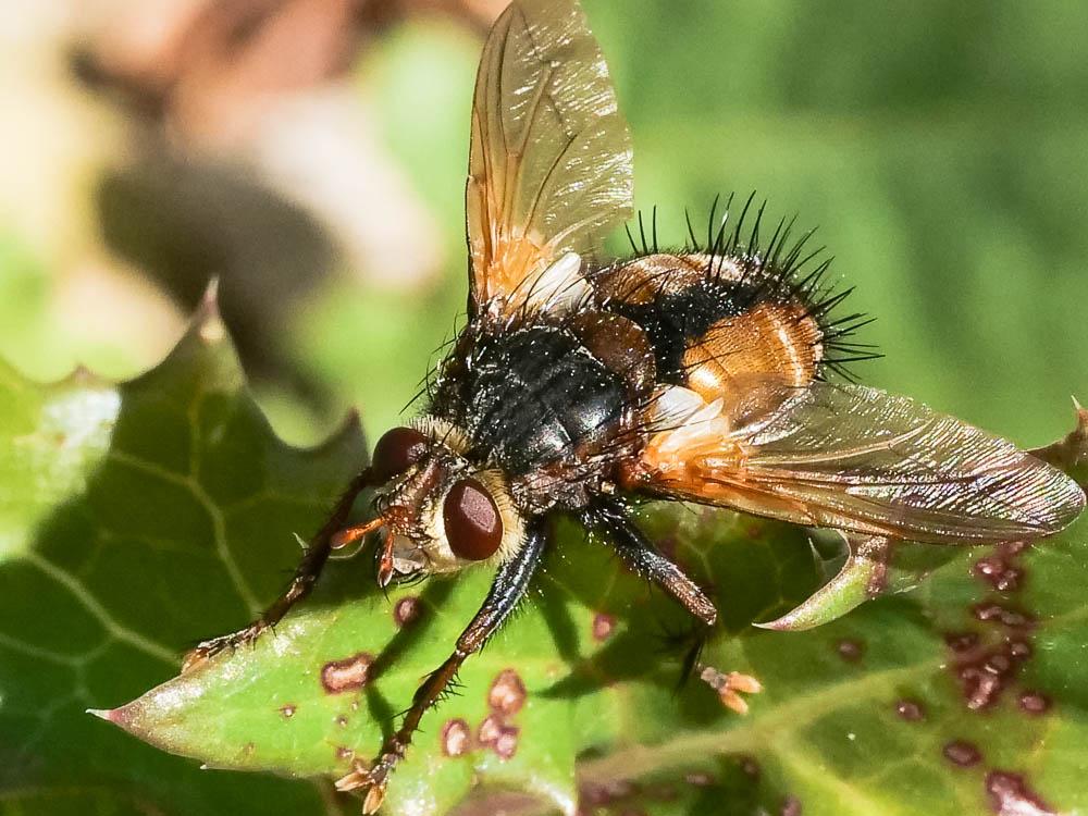 Tachina fera (Linnaeus, 1760)