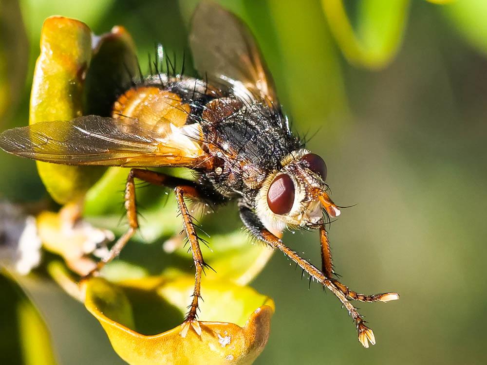 Tachina fera (Linnaeus, 1760)