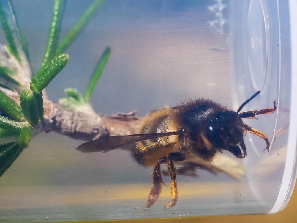 Megachile pyrenaica Lepeletier, 1841