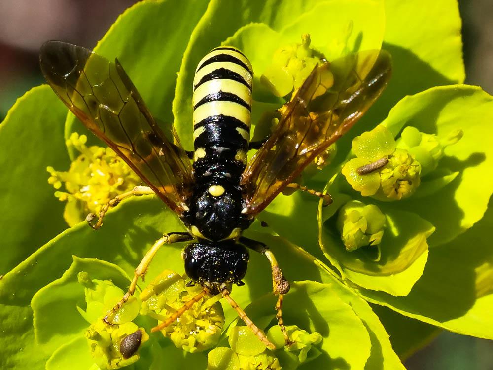  Cephaledo meridiana (Audinet-Serville, 1823)