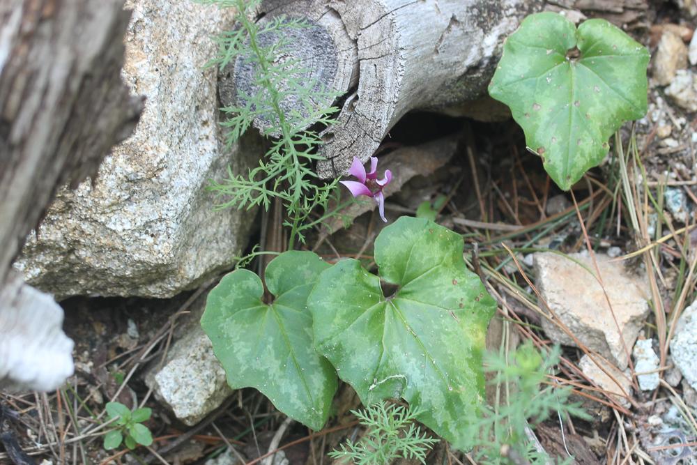 Cyclamen étalé, Cyclamen du printemps Cyclamen repandum Sm., 1806