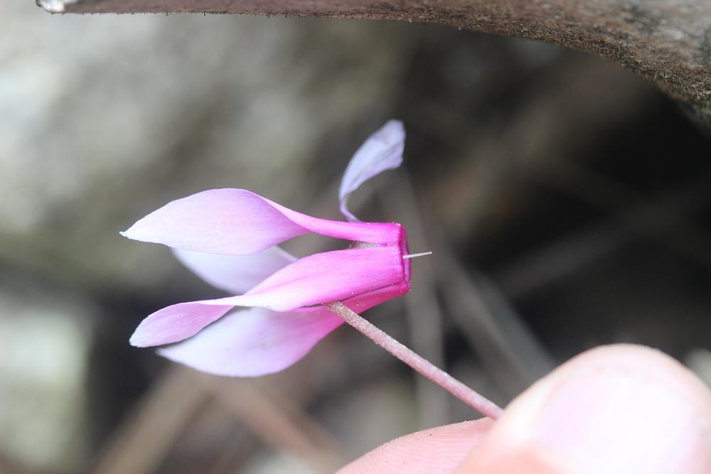 Cyclamen étalé, Cyclamen du printemps Cyclamen repandum Sm., 1806