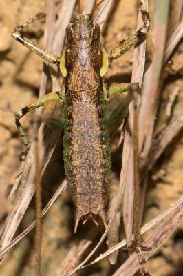 Decticelle annelée Rhacocleis annulata Fieber, 1853