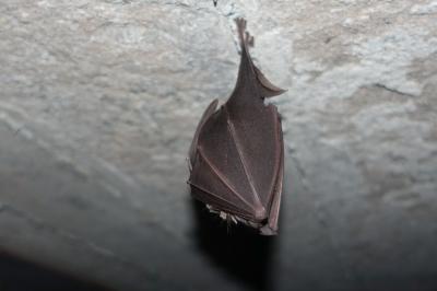 Grand rhinolophe Rhinolophus ferrumequinum (Schreber, 1774)