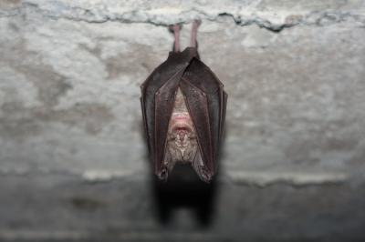 Grand rhinolophe Rhinolophus ferrumequinum (Schreber, 1774)