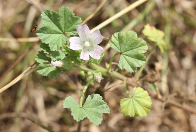 Petite mauve Malva neglecta Wallr., 1824
