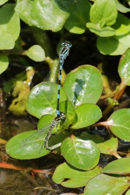 Agrion de Mercure Coenagrion mercuriale (Charpentier, 1840)