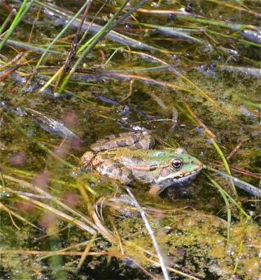 Grenouille rieuse Pelophylax ridibundus (Pallas, 1771)