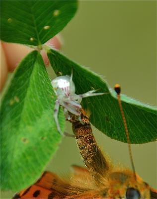 Thomise replet Thomisus onustus Walckenaer, 1805