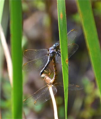 Orthétrum bleuissant (L') Orthetrum coerulescens (Fabricius, 1798)