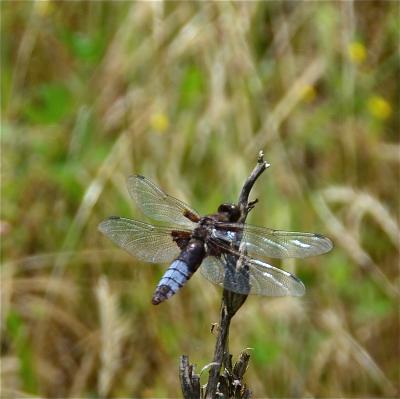 Libellule déprimée (La) Libellula depressa Linnaeus, 1758
