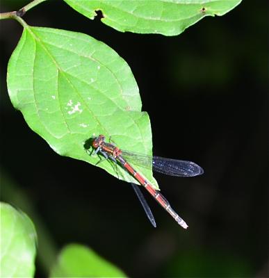 Petite nymphe au corps de feu (La) Pyrrhosoma nymphula (Sulzer, 1776)