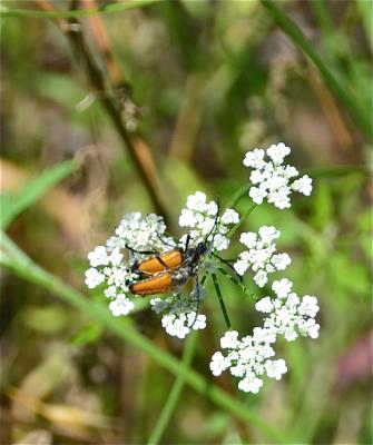 Lepture rouge Stictoleptura rubra (Linnaeus, 1758)