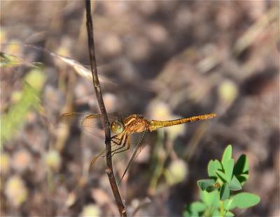 Orthétrum bleuissant (L') Orthetrum coerulescens (Fabricius, 1798)
