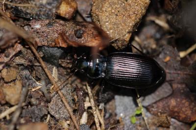  Pterostichus Bonelli, 1810