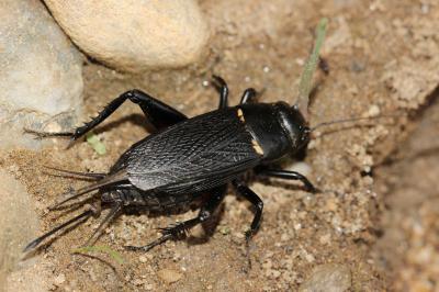 Grillon provençal Gryllus bimaculatus De Geer, 1773