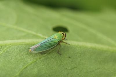 Cicadelle verte Cicadella viridis (Linnaeus, 1758)