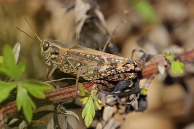 Caloptène italien Calliptamus italicus italicus (Linnaeus, 1758)