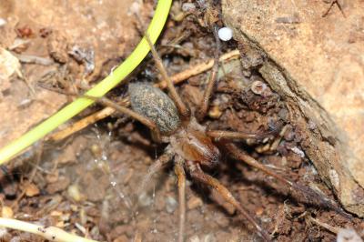  Eratigena agrestis (Walckenaer, 1802)