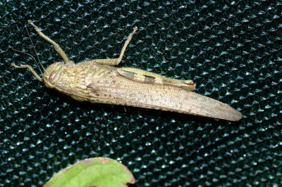 Criquet égyptien Anacridium aegyptium (Linnaeus, 1764)