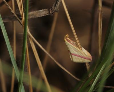 Phalène sacrée (La) Rhodometra sacraria (Linnaeus, 1767)