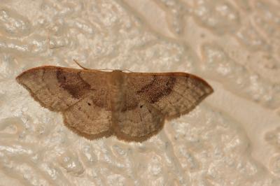 Acidalie dégénérée (L') Idaea degeneraria (Hübner, 1799)