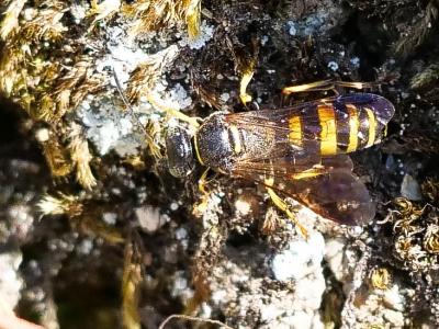  Gorytes laticinctus (Lepeletier de Saint Fargeau, 1832)