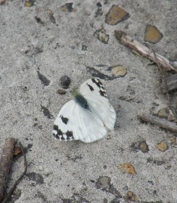 Marbré-de-vert (Le), Piéride du Réséda (La), Marbr Pontia daplidice (Linnaeus, 1758)