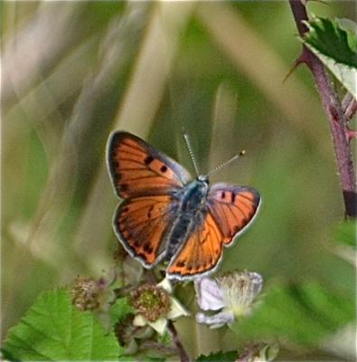 Cuivré mauvin (Le), Cuivré flamboyant (Le), Argus  Lycaena alciphron (Rottemburg, 1775)