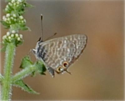 Azuré de la Luzerne (L'), Azuré de Lang (L'), Argu Leptotes pirithous (Linnaeus, 1767)