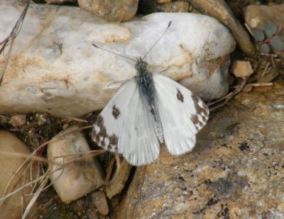 Marbré-de-vert (Le), Piéride du Réséda (La), Marbr Pontia daplidice (Linnaeus, 1758)