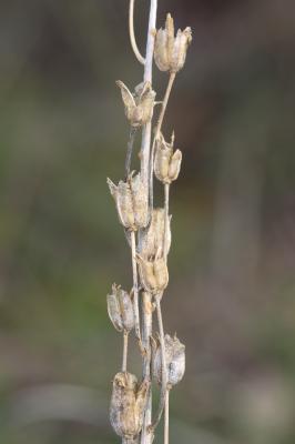 Ornithogale de Narbonne Loncomelos narbonense (L.) Raf., 1840