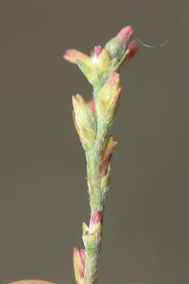 Passerine Thymelaea passerina subsp. pubescens (Guss.) Meikle, 1985