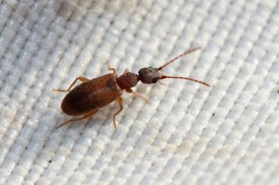  Endomia tenuicollis (Rossi, 1792)