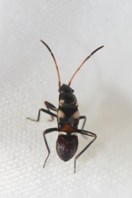  Raglius confusus (Reuter, 1886)