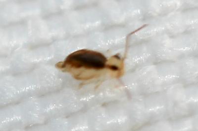 Collemboles Collembola Lubbock, 1870