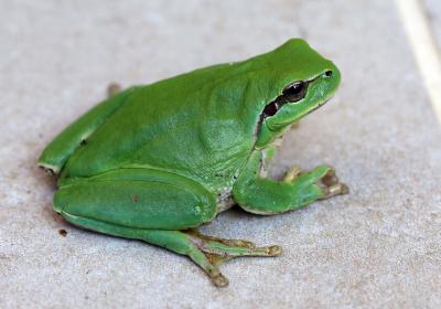 Rainette méridionale Hyla meridionalis Boettger, 1874