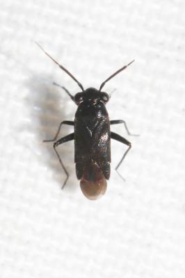  Pachytomella 