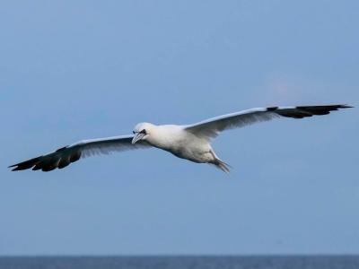Fou de Bassan Morus bassanus (Linnaeus, 1758)