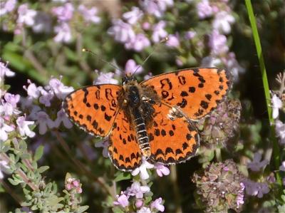 Mélitée orangée (La), Damier orangé (Le), Diane (L Melitaea didyma (Esper, 1778)
