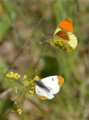 Aurore de Provence (L') Anthocharis euphenoides Staudinger, 1869