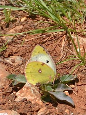 Fluoré (Le) Colias alfacariensis Ribbe, 1905