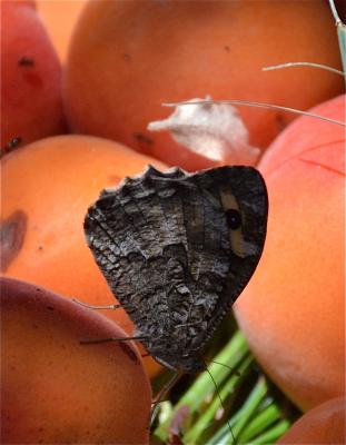 Agreste (L') Hipparchia semele (Linnaeus, 1758)