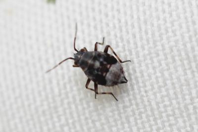  Deraeocoris serenus (Douglas & Scott, 1868)