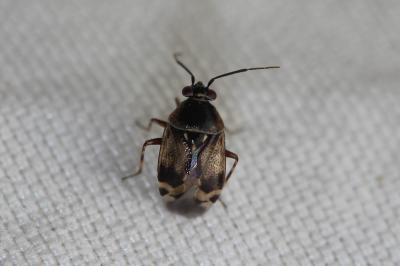  Deraeocoris serenus (Douglas & Scott, 1868)