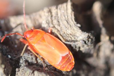 Gendarme, Pyrrhocore, Soldat, Suisse Pyrrhocoris apterus (Linnaeus, 1758)