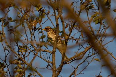 Grive mauvis Turdus iliacus Linnaeus, 1766