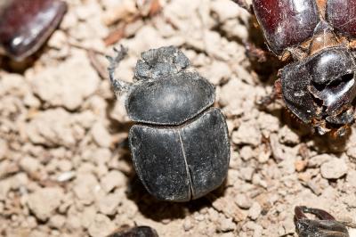  Scarabaeus typhon (Fischer, 1823)