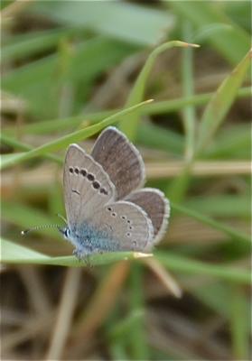 Azuré des Cytises (L') Glaucopsyche alexis (Poda, 1761)
