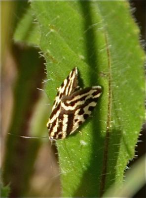 Arlequinette jaune (L') Acontia trabealis (Scopoli, 1763)